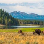 Mengintip Kehidupan Satwa Unik di Yellowstone