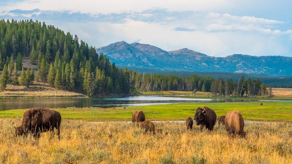 Mengintip Kehidupan Satwa Unik di Yellowstone