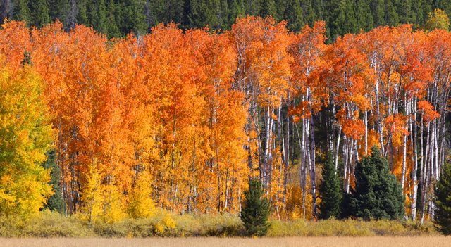 Tips Hemat dan Waktu Terbaik Liburan ke Yellowstone